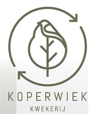 koperwiek 2