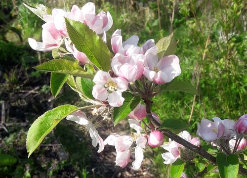 Appelbloesem in Zuiderpark